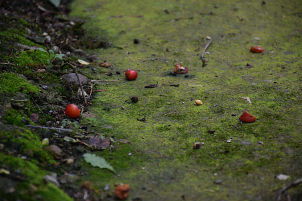 創(chuàng)新土壤污染管控模式，廣州為企業(yè)綠色發(fā)展“保駕護航” 