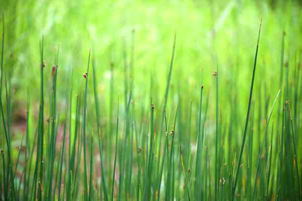 六安市四舉措推深做實“農業綠”